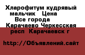 Хларофитум кудрявый мальчик › Цена ­ 30 - Все города  »    . Карачаево-Черкесская респ.,Карачаевск г.